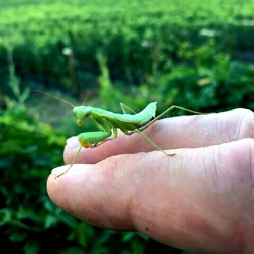 Praying Mantis zoomed in image, on two fingers, Penticton Vineyard backdrop
